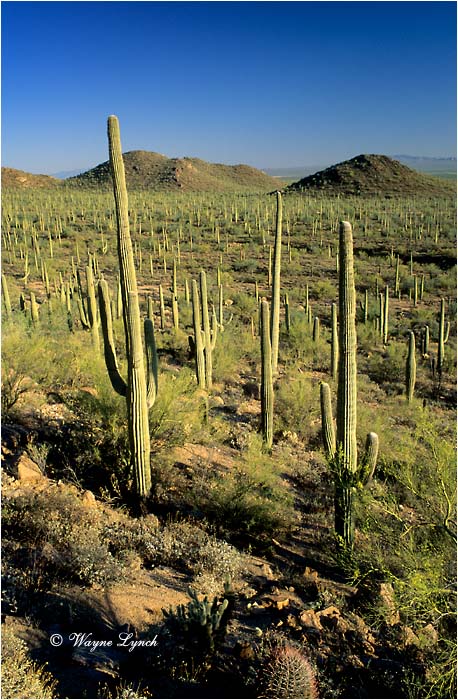 Sonoran Desert 102 by Wayne Lynch &copy;