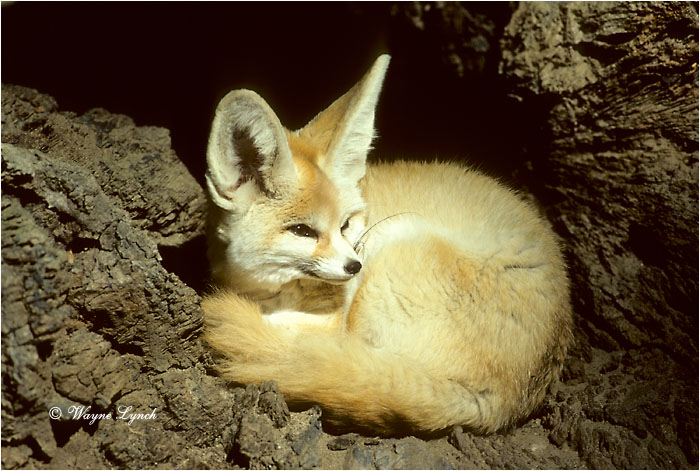 Fennex Fox Sahara Desert 101 by Wayne Lynch &copy;