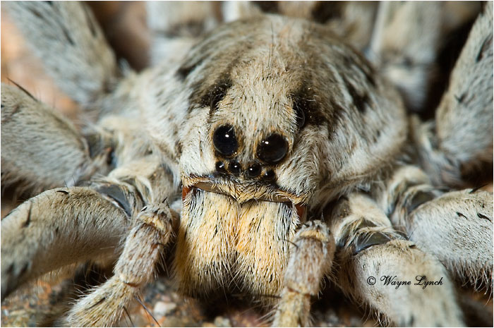 Wolf Spider 101 by Wayne Lynch &copy;