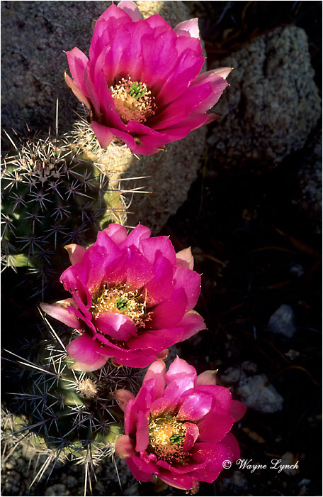 Strawberry Hedgehog Cactus 101 by Wayne Lynch &copy;