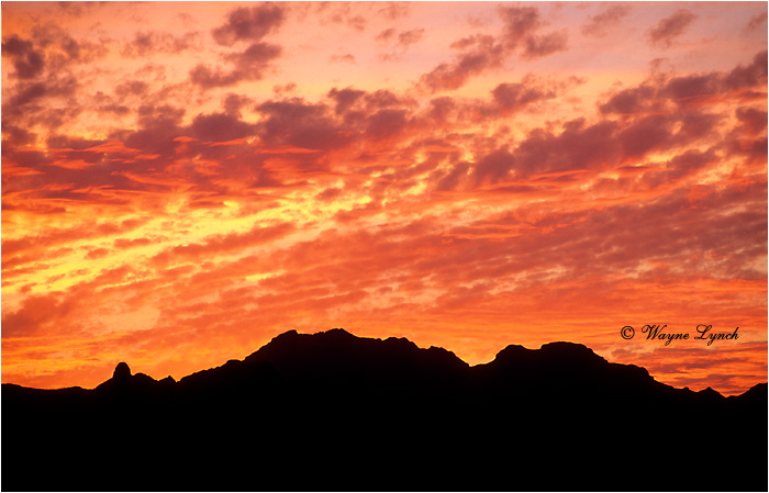 Baja Mexico 101 by Wayne Lynch &copy;