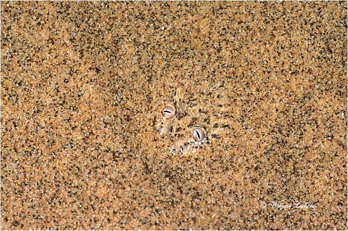 Peringuey's Adder Namibia 102 by Wayne Lynch &copy;