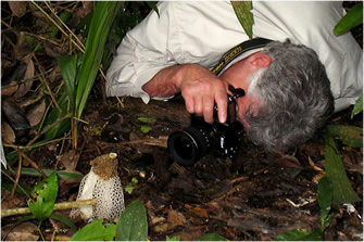 Bridal Veil Mushroom, Belize 