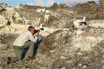 Nazca Boobies, Galapagos Islands 20016 Dr. Wayne Lynch ©