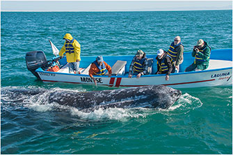 Friendly Gray Whale 2018 by Dr. Wayne Lynch ©