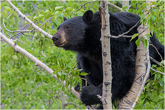 Leaf munching Black Bear BC 2018 by Dr. Wayne Lynch ©