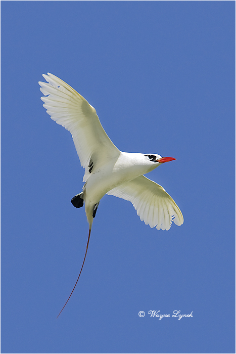 Red-tailed Tropic Bird 108 by Dr. Wayne Lynch &copy;