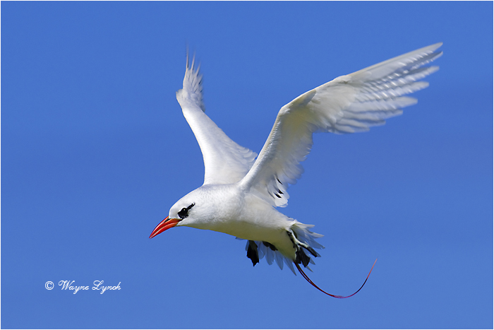 Red-tailed Tropic Bird 106 by Dr. Wayne Lynch &copy;
