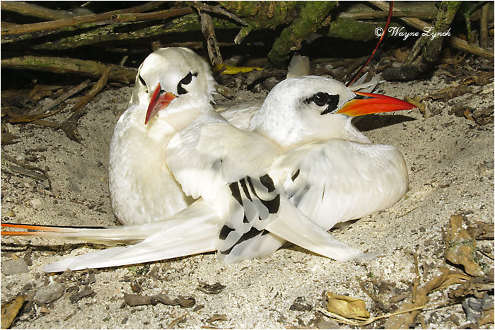 Red-tailed Tropic Bird 101 by Dr. Wayne Lynch &copy;