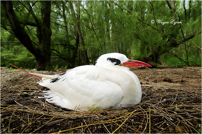 Incubating Red-tailed Tropic Bird 103 by Dr. Wayne Lynch &copy;