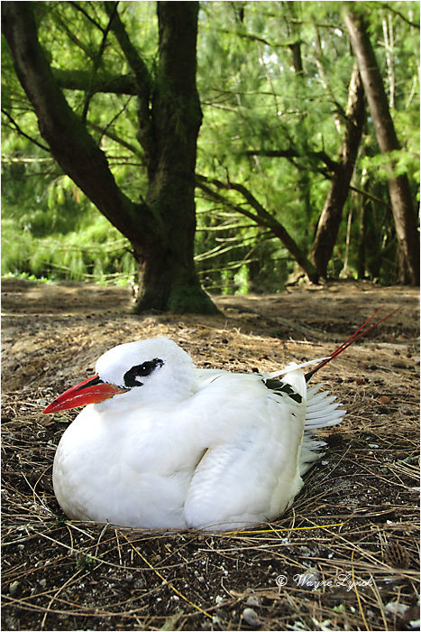 Incubating Red-tailed Tropic Bird 104 by Dr. Wayne Lynch &copy;