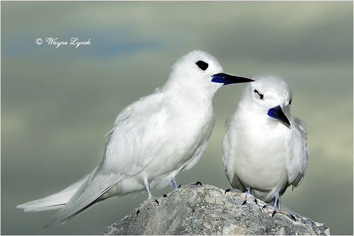 White Terns Allopreening 104 by Dr. Wayne Lynch &copy;