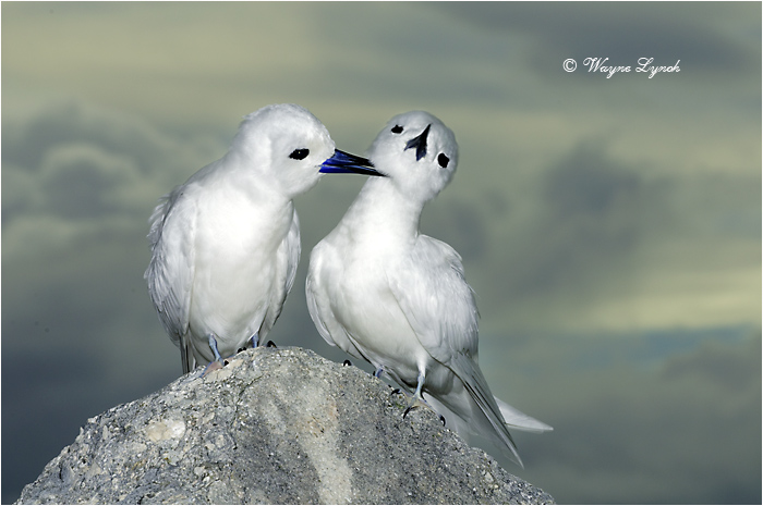 Whiate Terns Allopreening 103 by Dr. Wayne Lynch &copy;