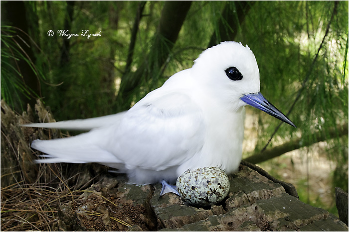 White Tern Incubating 105 by Dr. Wayne Lynch &copy;