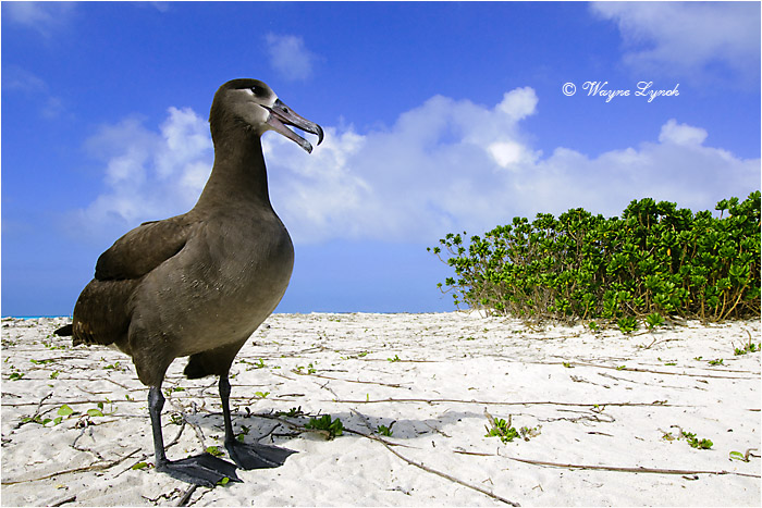 Black-footed Albatross 111 by Dr. Wayne Lynch &copy;