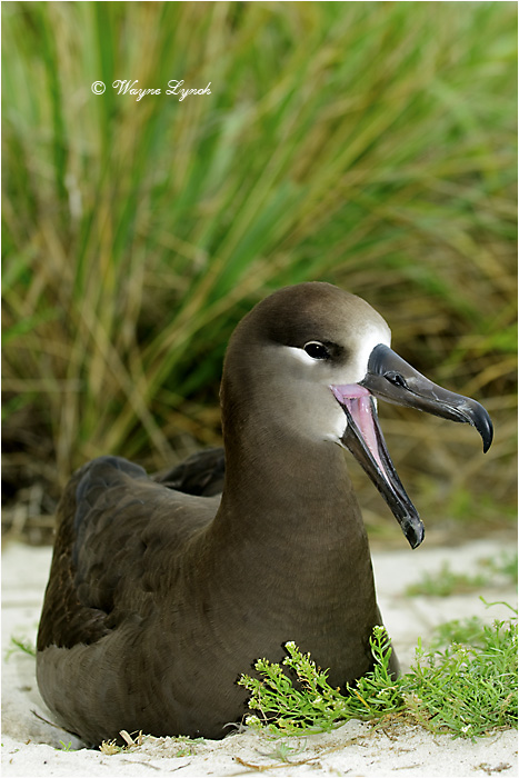 Black-footed Albatross 108 by Dr. Wayne Lynch &copy;