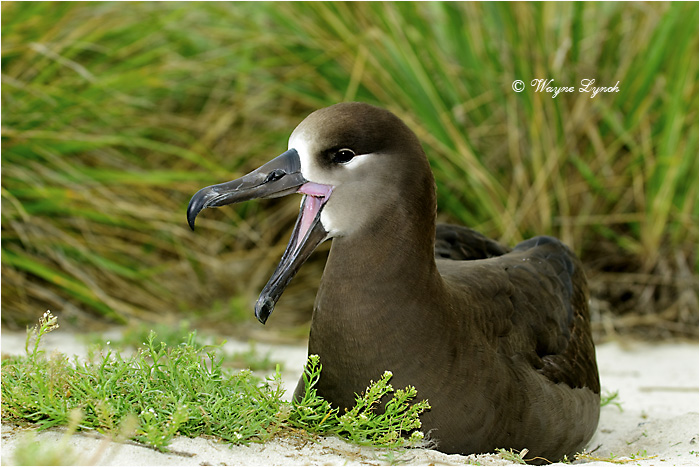 Black-footed Albatross 109 by Dr. Wayne Lynch &copy;