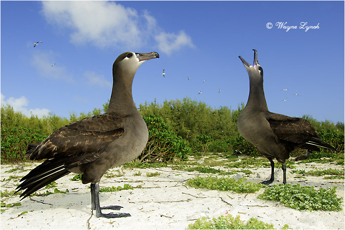 Black-footed Albatross Courting 104 by Dr. Wayne Lynch &copy;
