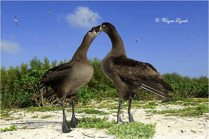 Black-footed Albatrosses Courting 105 by Dr. Wayne Lynch &copy;