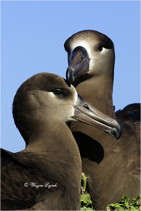 Black-footed Albatrosses 107B by Dr. Wayne Lynch &copy;
