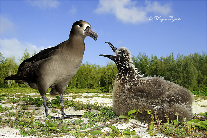 Black-footed Albatross Feeding Chick 102 by Dr. Wayne Lynch &copy;