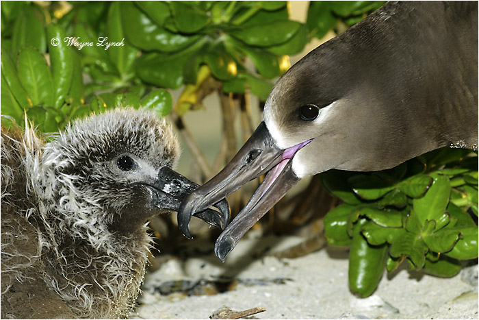 Black-footed Albatross Feeding Chick 101 by Dr. Wayne Lynch &copy;