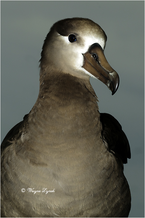 Black-footed Albatross 106 by Dr. Wayne Lynch &copy;
