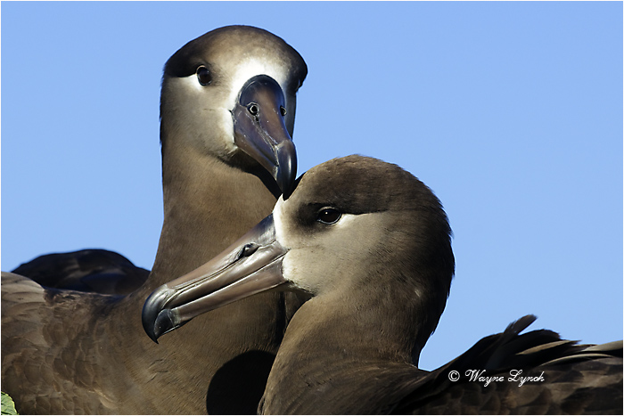 Black-footed Albatross 107 by Dr. Wayne Lynch &copy;