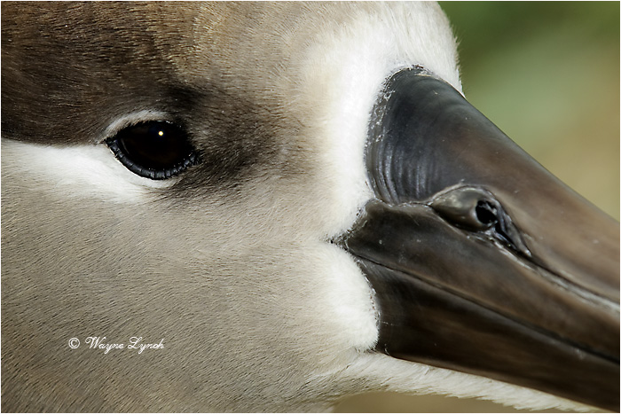 Black-footed Albatross 112 by Dr. Wayne Lynch &copy;