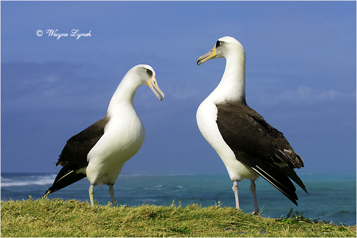Laysan Albatross 102 by Dr. Wayne Lynch &copy;