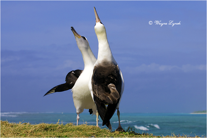 Laysan Albatross 103 by Dr. Wayne Lynch &copy;