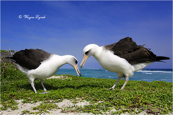 Laysan Albatross 104 by Dr. Wayne Lynch &copy;