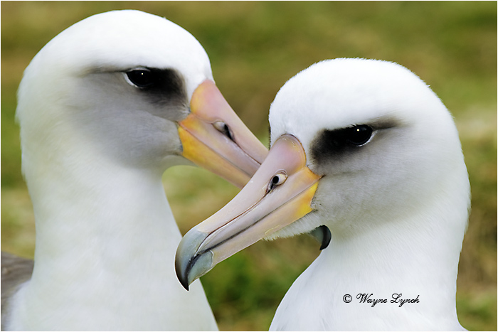 Laysan Albatross 108 by Dr. Wayne Lynch &copy;