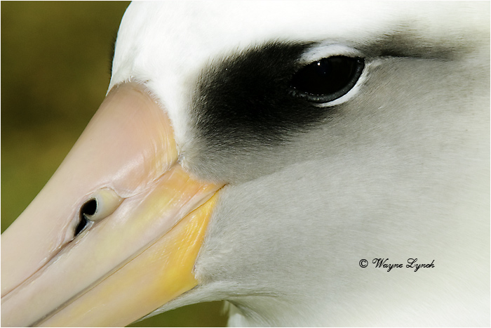 Laysan Albatross 109 by Dr. Wayne Lynch &copy;