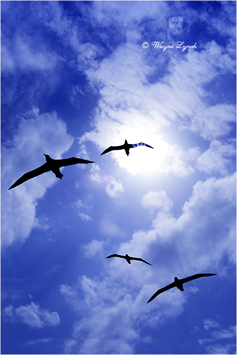 Laysan Albatross 118 by Dr. Wayne Lynch &copy;