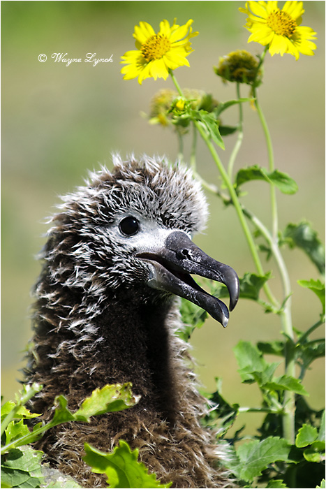 Laysan Albatross Chick 101 by Dr. Wayne Lynch &copy;