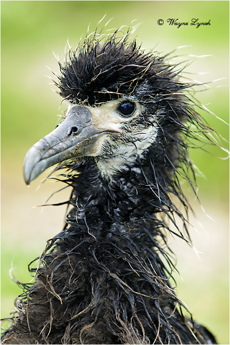Laysan Albatross Chick 104 by Dr. Wayne Lynch &copy;