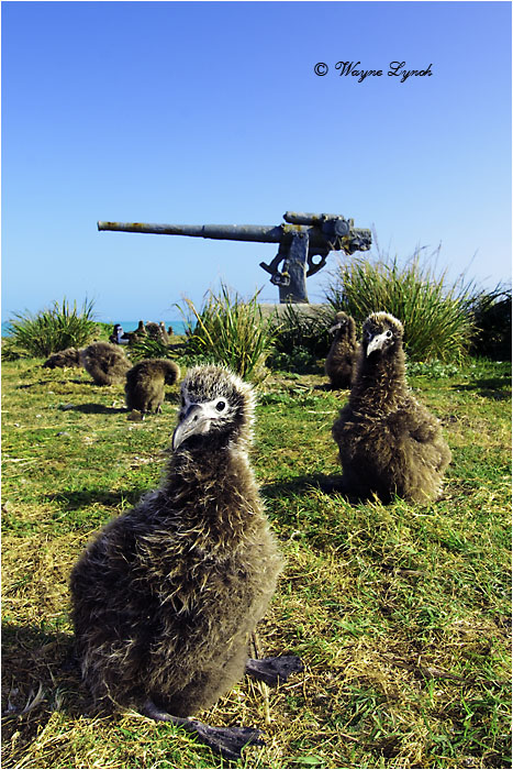Laysan Albatross Chicks 102 by Dr. Wayne Lynch &copy;