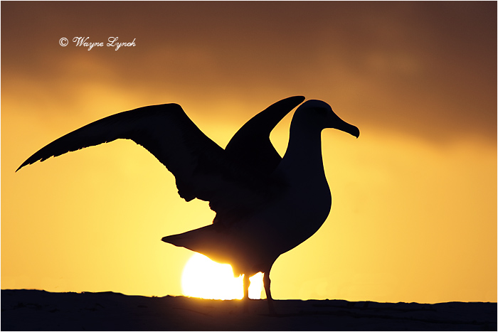 Laysan Albatross 111 by Dr. Wayne Lynch &copy;