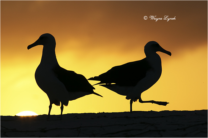 Laysan Albatross 112 by Dr. Wayne Lynch &copy;