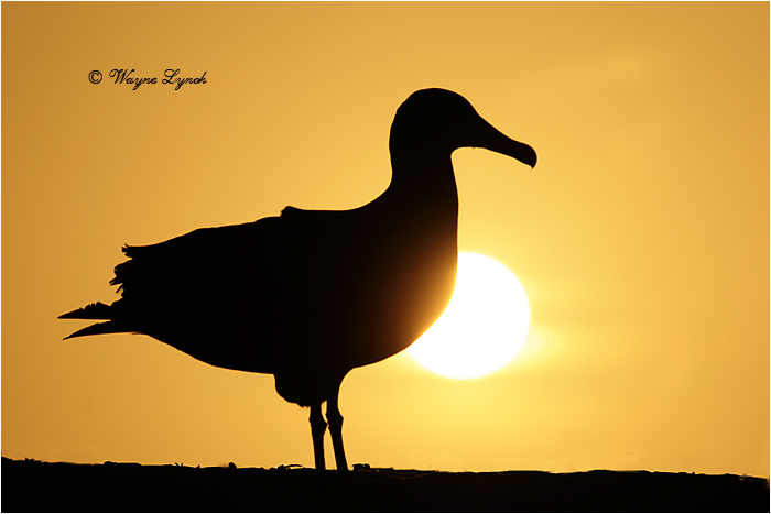 Laysan Albatross 110 by Dr. Wayne Lynch &copy;