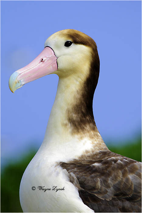 Short-tailed Albatross 101 by Dr. Wayne Lynch &copy;