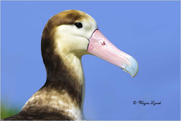Short-tailed Albatross 102 by Dr. Wayne Lynch &copy;