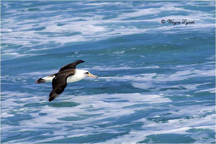 Laysan Albatross 113  by Dr. Wayne Lynch &copy;