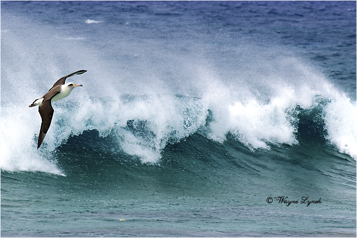 Laysan Albatross 123 by Dr. Wayne Lynch &copy;