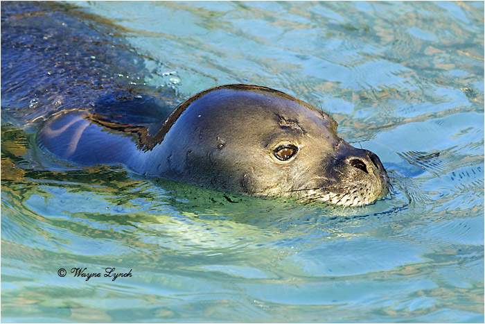 Hawaiian Monk Seal 101 by Dr. Wayne Lynch &copy; 