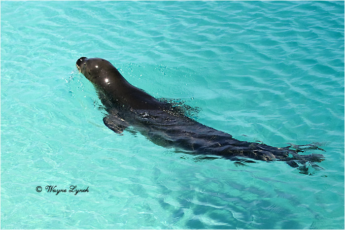 Hawaiian Monk Seal 102 by Dr. Wayne Lynch &copy;