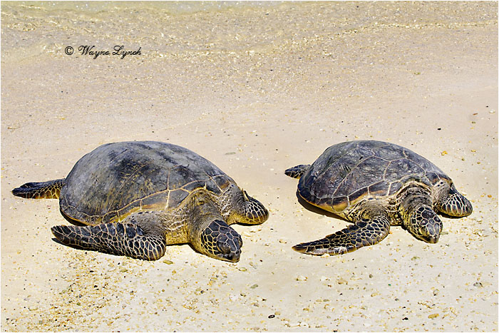 Green Sea Turtle 104 by Dr. Wayne Lynch &copy;