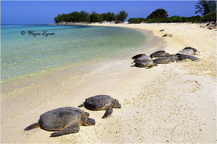 Green Sea Turtle 105 by Dr. Wayne Lynch &copy;