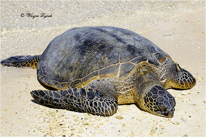 Green Sea Turtle 101 by Dr. Wayne Lynch &copy;